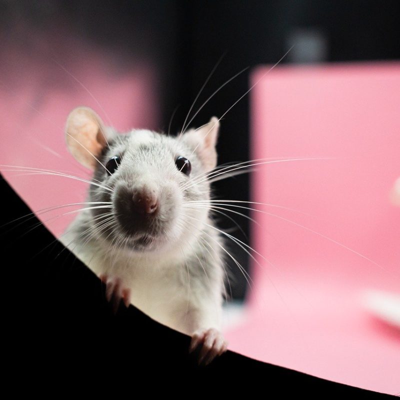 rat-g3014ab3fc_1280